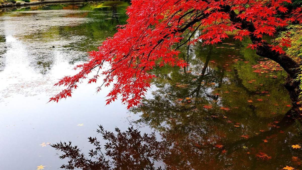 Japan Autumn Foliage Guide: When and Where to See Fall Colors